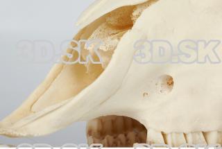 Skull Sheep - Ovis aries 0083